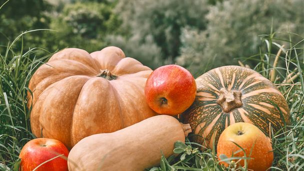 Autumn harvest. Different types of ripe pumpkins and red apples on dry grass in autumn garden. Thanksgiving and Halloween background. - Photo, Image