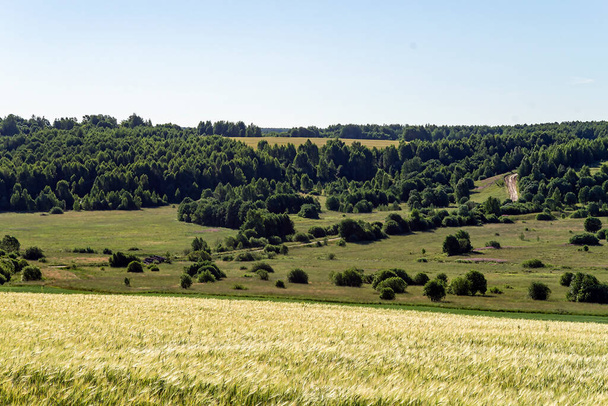 Ландшафтное пшеничное поле, лето до сбора урожая - Фото, изображение