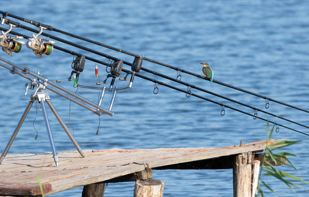 一般的なカワセミだアルセド・アッティス。若い鳥が釣竿に座って釣りをしている。定期的にキャッチのためにダイビングし、戻ってくる. - 写真・画像