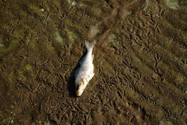 Dead beached fish on sandy shore after low tide, decomposing carcass - Photo, Image