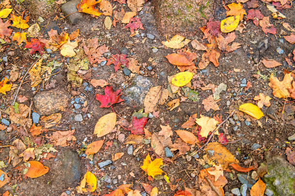 Folhas coloridas no chão na estação de folhagem - Foto, Imagem