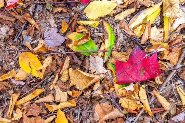 Barevné listy na zemi v období listoví - Fotografie, Obrázek