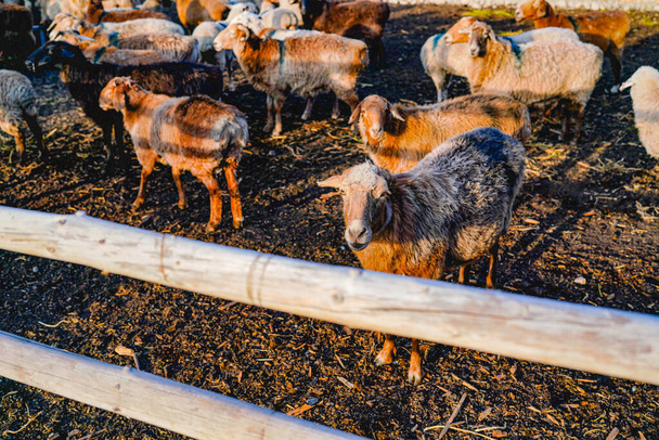 Вівці в вівці в тепле сонце вранці
 - Фото, зображення