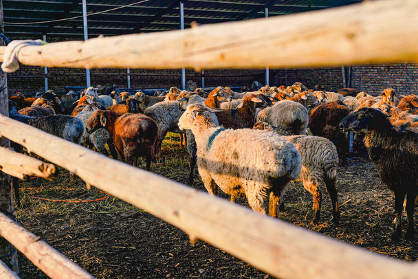 Sheep in the sheep pen in the warm sun in the morning - Foto, immagini
