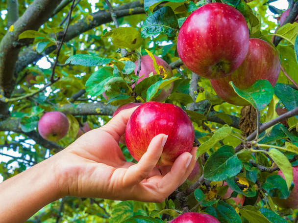 Hand picks fresh apple from the tree. Autumn garden - Photo, image