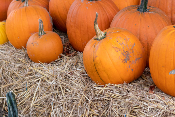 Many ripe Halloween pumpkins as delicious vegetable in fall and thanksgiving season is the orange fruit for farming harvest to show big garden vegetables cucurbita growing till October for holidays - Photo, Image
