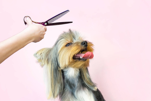 dog in a grooming salon; Haircut, scissors. pet gets beauty treatments in a dog beauty salon. - Photo, image