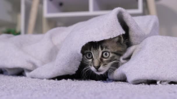 Un gatito gris curioso mira desde debajo de la manta y mira a su alrededor, le tuerce la cabeza - Metraje, vídeo