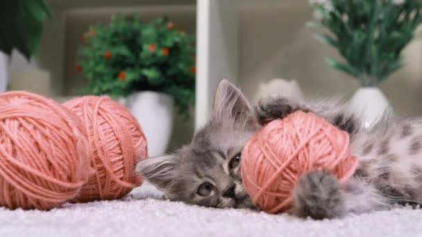 The gray kitten falls asleep lying in the room, holding a pink ball of yarn in its paws, closes its eyes, wiggles its ears. - Footage, Video