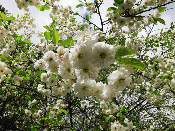 Um ramo de cereja dupla (lat. Cerasus vulgaris Mill. f. plena (L.) Sok) com flores brancas sobre um fundo de céu verde e azul. - Foto, Imagem