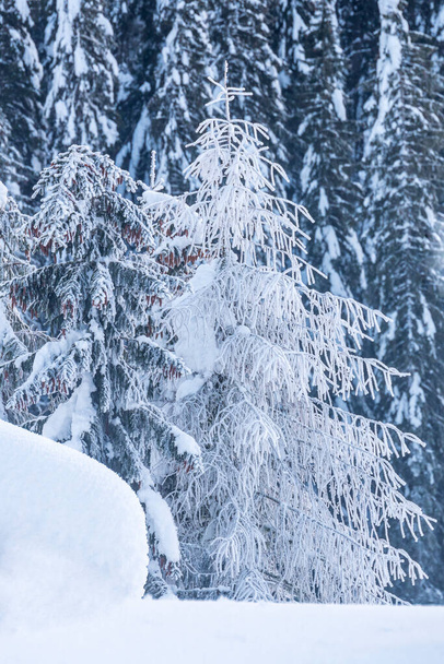 A hóesés után. Az alkonyat utolsó fényei Sappadában. Dolomitok mágiája - Fotó, kép