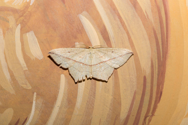Blood-vein (Timandra comae) is a moth of the family Geometridae. A butterfly with a red line on its wings. Timandra griseata. - Photo, Image