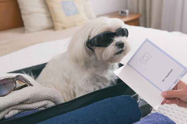 Белая собака мальтийская сидячая в сумке в ожидании поездки, паспорт на переднем плане - Фото, изображение