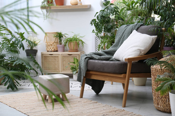 Comfortable armchair and beautiful houseplants in room. Lounge area interior - 写真・画像
