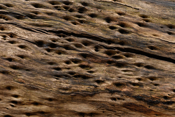 Close up textures of peeling bark on trunk of eucalyptus gum tree ideal as nature background - Fotografie, Obrázek