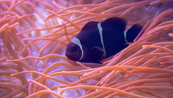 Close-up view of a Maroon clownfish (Premnas biaculeatus) nestled in a bubble anemone - Photo, Image