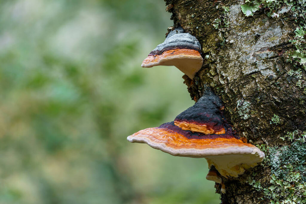 FRAFJORD, NORWAY - SEPTEMBER 07. Shelf fungus (Fomes fomentarius). Bracket fungus. Fomes fomentarius growing on a tree. - Photo, Image
