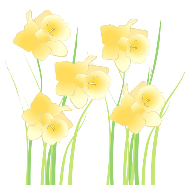 Daffodils - vetor
 - Vetor, Imagem