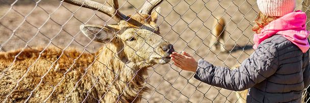 Banner Cute Adult deer licks hand of a little girl, child, deers living in nature field, zoo, Wildlife and ecology concept, Urban lifestyle relax, Hipster on vacation with farm animals. - Фото, изображение