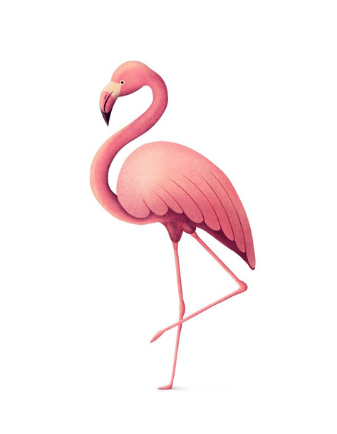 Rózsaszín flamingó fehér, elszigetelt háttérrel. Trópusi madár illusztráció nyomtatáshoz, tapétához, képeslapokhoz, textilekhez - Fotó, kép