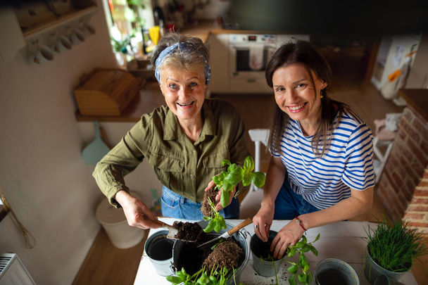 High angle view of senior mother with adult daughter indoors at home, planting herbs, looking at camera. - 写真・画像
