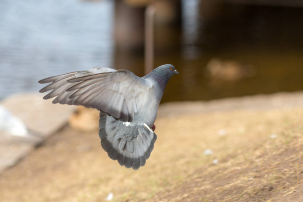 retrato de una paloma gris en vuelo - Foto, Imagen
