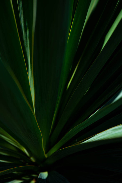 palm leaf in macro on a green background. background texture screensaver - Foto, afbeelding