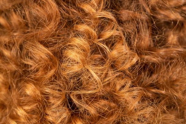 Close up of curly red and well looking pinch of hair. Hair care concept. - Photo, Image