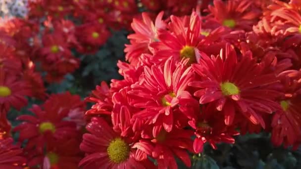 Crisantemos rojos de cerca floreciendo en el jardín de otoño. La brillante luz del sol atraviesa los pétalos de las flores. Hermoso fondo floral. Una ligera brisa agita las cabezas de las flores. paisajismo de parques - Imágenes, Vídeo