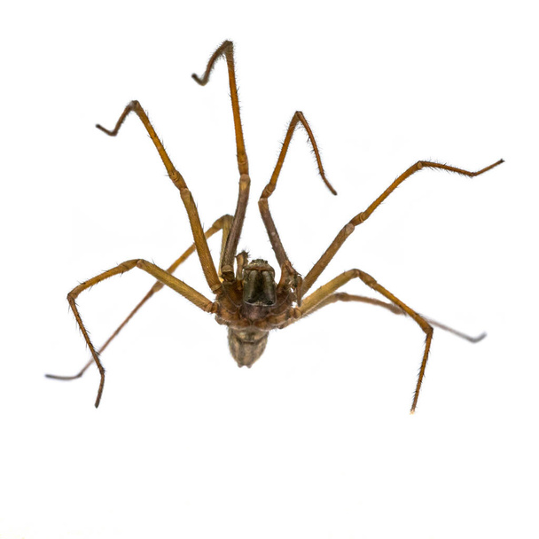 Beyaz arka planda izole edilmiş uzun kıllı bacaklara sahip örümceğin (Eratigena atrica) ön alt görünümü - Fotoğraf, Görsel