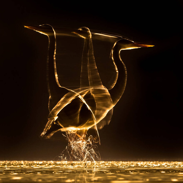 Lange blootstelling bewegende Silhouet van Grijze reiger (Ardea cinerea) jagen 's nachts op Lake Csaj, Kiskunsagi National Park, Pusztaszer, Hongarije. februari. - Foto, afbeelding