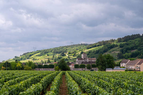 Green grand cru and premier cru vineyards with rows of pinot noir grapes plants in Cote de nuits, making of famous red and white Burgundy wine in Burgundy region of eastern France. - Photo, Image