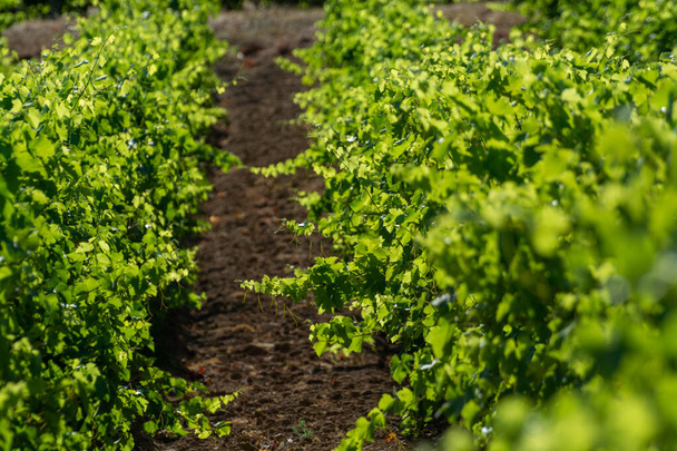 Güney Fransa 'nın Provence-Alpes-Cote d' Azur bölgesinde bulunan Var şubesindeki şarap imalatı, Temmuz ayında Saint-Tropez kasabası yakınlarındaki üzüm bağları, Cotes de Provence şarabı. - Fotoğraf, Görsel
