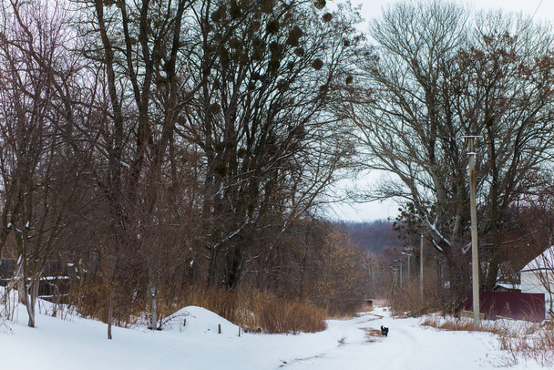 Pies biegnie po śnieżnej drodze w wiosce. Ogromne drzewa wzdłuż drogi. Pierwsze opady śniegu. - Zdjęcie, obraz