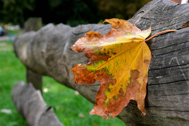 Žlutý symbol javorového listu nadcházejícího podzimu přilnul k dřevěnému opěradlu lavičky zblízka. - Fotografie, Obrázek