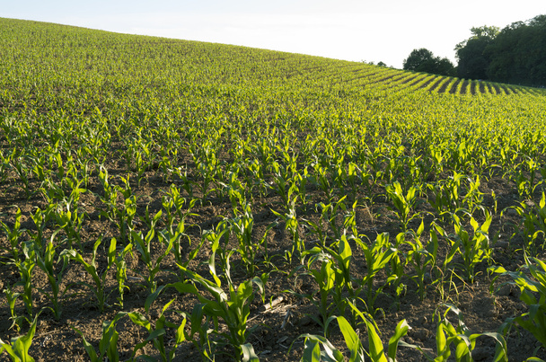 Corn Field in the evening light. - Photo, Image