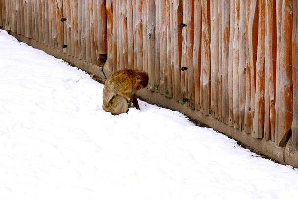 A monkey sits in the snow in an animal park - Photo, Image