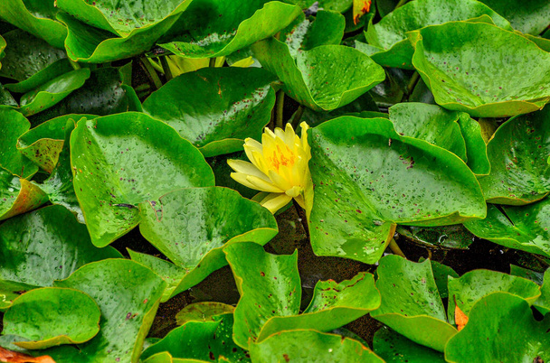 Нежные и красивые водяные лилии в прудах парка Уилсона. Парк расположен на шоссе Принсес в Бервике, Виктория; Австралия.  - Фото, изображение