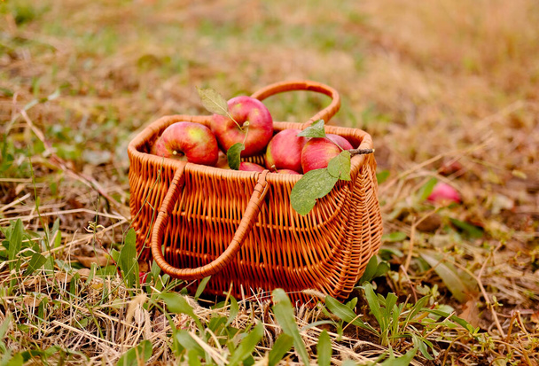 Apples in a Basket outdoor. Wooden basket with organic apples in the autumn apple rural garden.Harvesting - Photo, Image