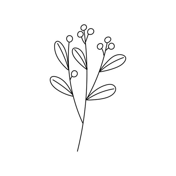 Mistletoe or Viscum Branches. Doodle style. Line art. Christmas traditional plant illustration for winter holidays design. - Vector, Image