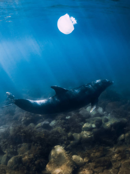 Große Tümmler und Quallen im blauen Meer. Wassertiere im Schwarzen Meer - Foto, Bild