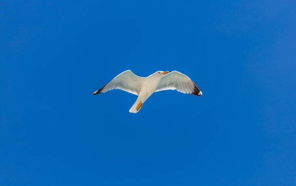 Tengeri sirály, nyitott szárnyak repülnek tiszta kék ég háttér. Európai heringsirály látható, tér. Nyári szünidő kártya sablon, szabadság koncepció. - Fotó, kép