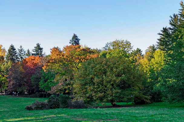 Szófia, Bulgária - November 01, 2020: Gyönyörű fa hátterében egy színes őszi erdő elágazó fák sok sárga, zöld és barna levelek, Borisova Garden, Szófia, Bulgária. Helyszíni látogatás.  - Fotó, kép