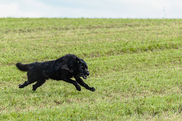 Dog running and chasing coursing lure on green field - Photo, Image