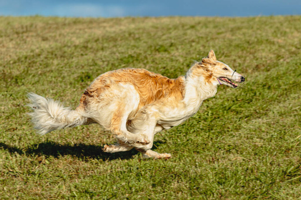 Borzoi dog running and chasing lure in the green field - Photo, Image