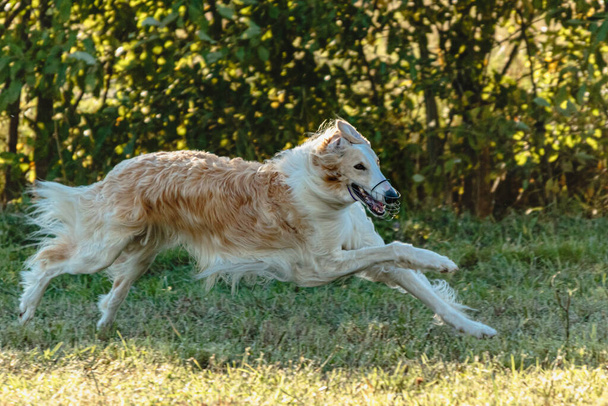 Борзойський собака бігає і переслідує приманку на зеленому полі. - Фото, зображення