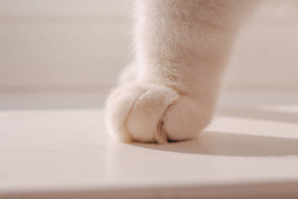 Puszysta łapa białego kota na białym tle. Atmosferyczne zdjęcie komfortu i ciepła - Zdjęcie, obraz