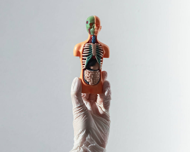 3d nahattoman ihmisen malli sisäelimet sisällä. Terveydenhuollon ja sairausvakuutuksen käsite - Valokuva, kuva