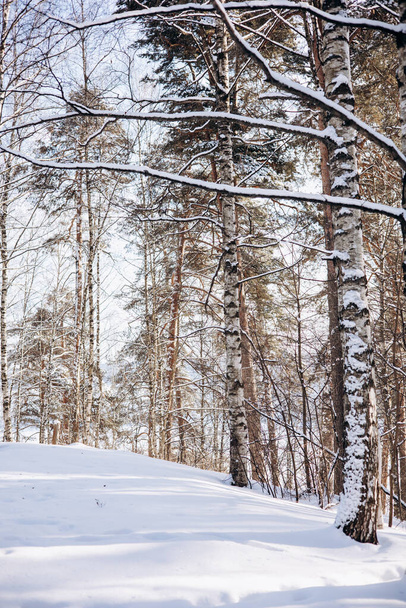 Beautiful landscape of snowy winter forest in sunny frosty day - Zdjęcie, obraz