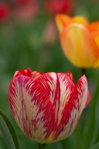 Zamazany obraz kolorowego tulipana na tle wiosennej zieleni. Kwiatowa pocztówka. - Zdjęcie, obraz